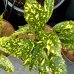 Aucuba Japonica, Aukuba japonská ´CROTONIFOLIA GOLD´, kont. C5L, výška: 20-40 cm (-10°C) Aucuba Japonica, Aukuba japonská ´CROTONIFOLIA GOLD´, kont. C5L, výška: 20-40 cm (-10°C)